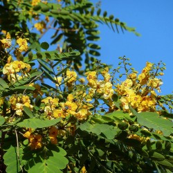 Tipuana tipu seeds