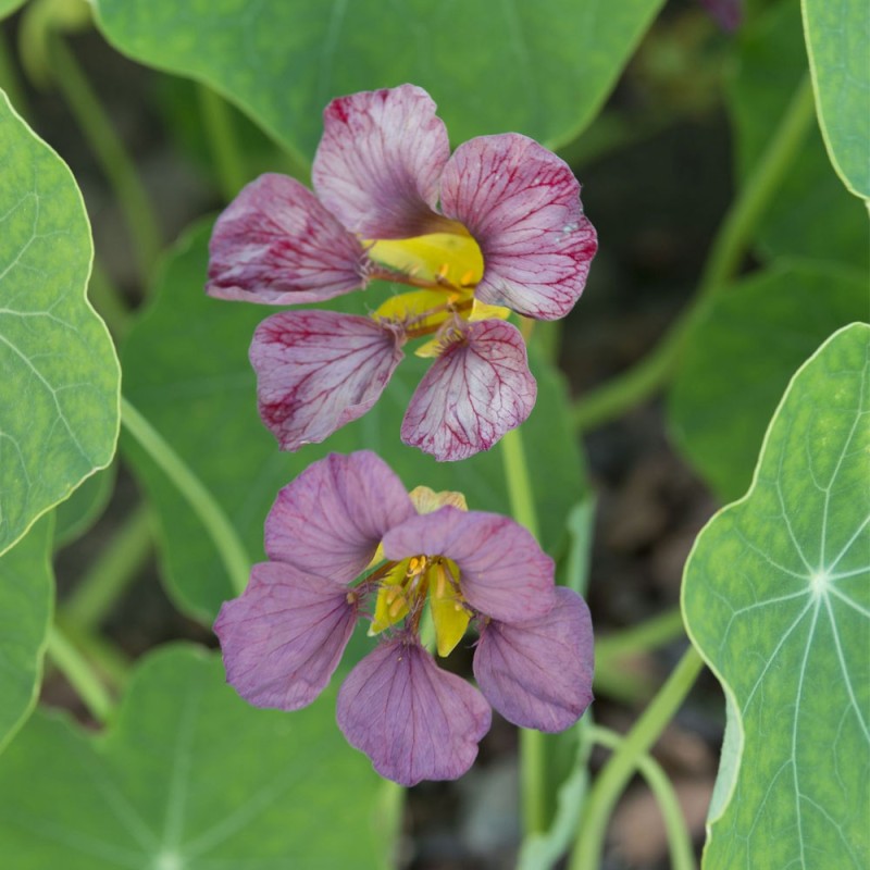 Nasturtium, Purple Emperor - 10 seeds