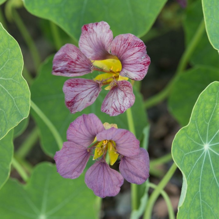 Purple Emperor Nasturtium Seeds, nasturtium with purple flowers