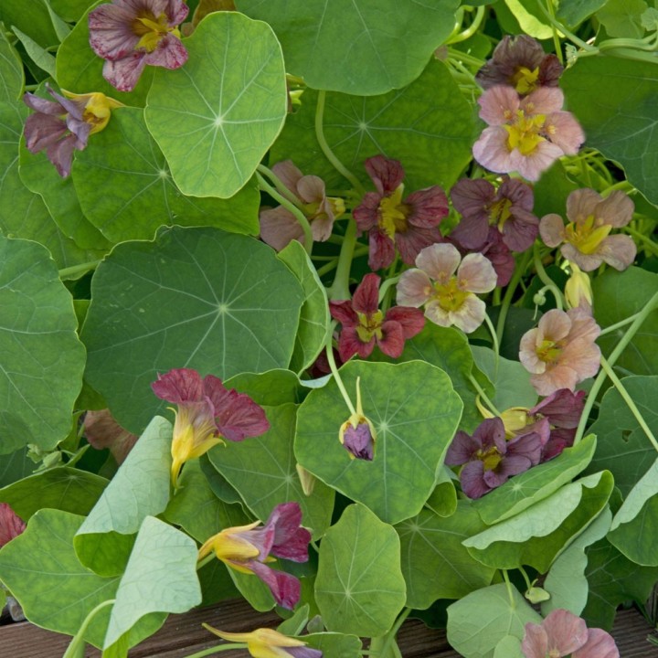 Purple Emperor Nasturtium Seeds, nasturtium with purple flowers