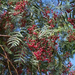 Schinus molle seeds