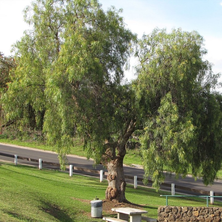 Buy Schinus molle seeds – False pepper tree, ornamental and aromatic