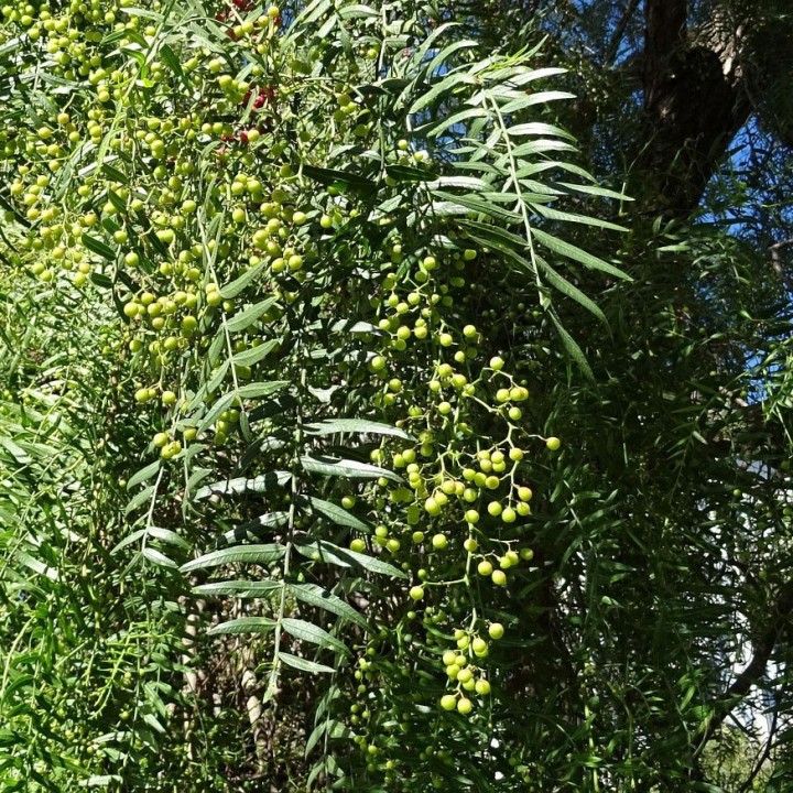 Buy Schinus molle seeds – False pepper tree, ornamental and aromatic