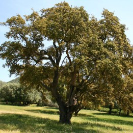 Quercus suber seeds