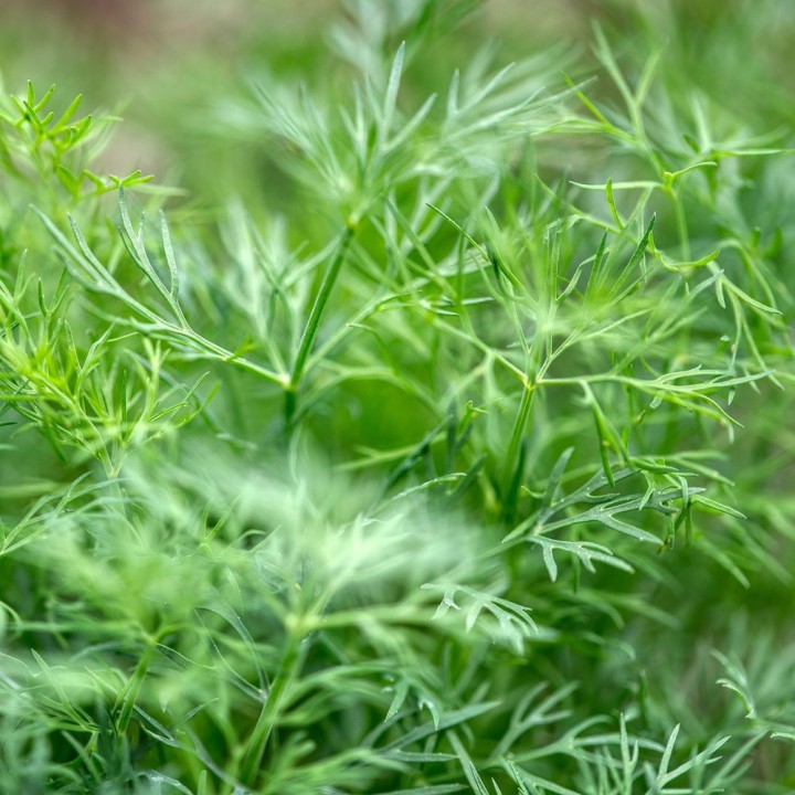 Dill - 300 seeds