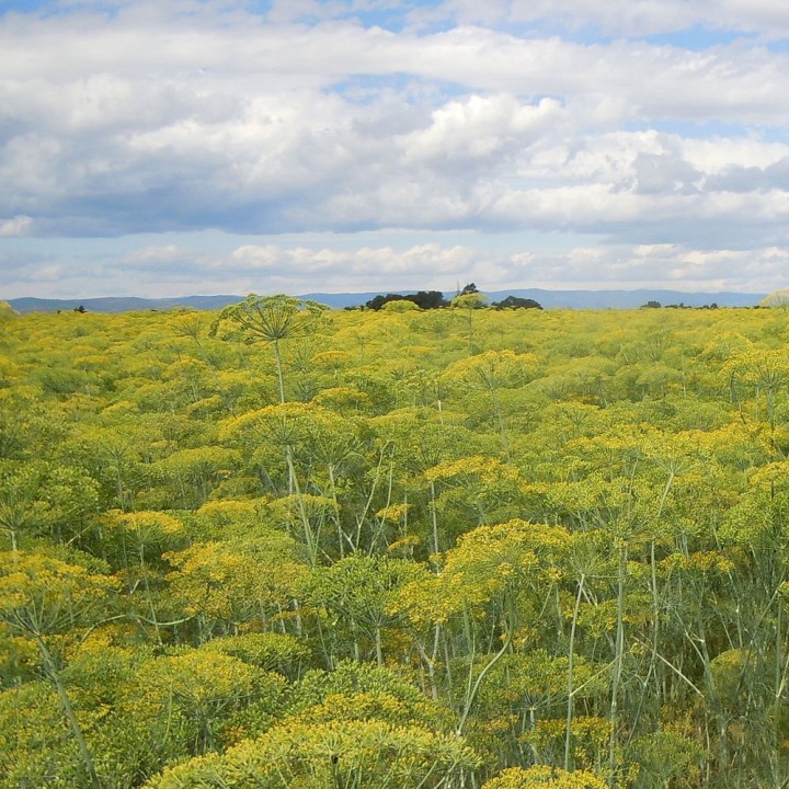 Dill - 300 seeds