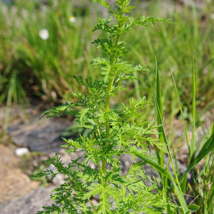 Sweet wormwood - 100 seeds