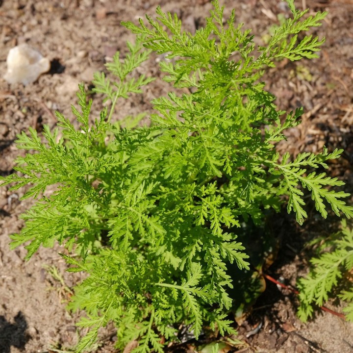 Sweet wormwood - 100 seeds