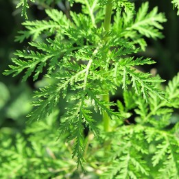 Sweet wormwood sementes