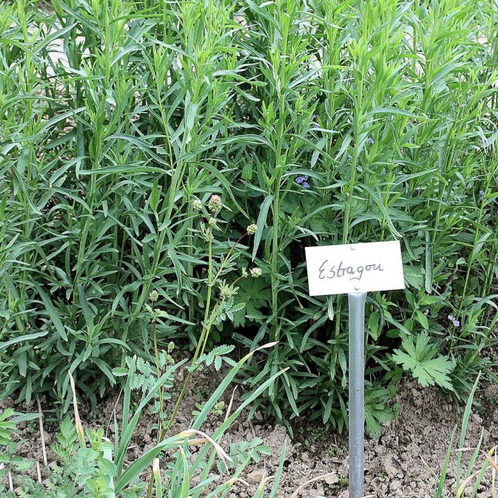 Artemisia dracunculus seeds