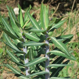 Euphorbia lathyris seeds