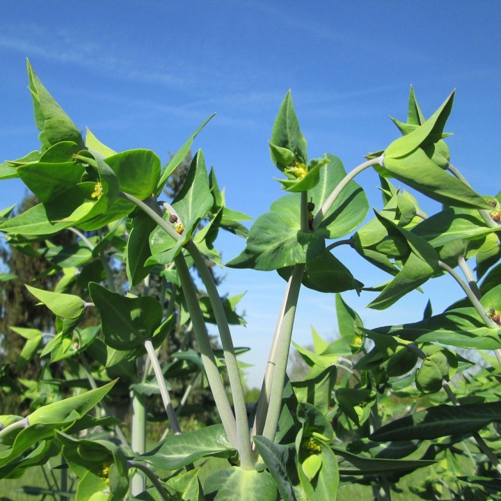 Gopher Spurge seeds