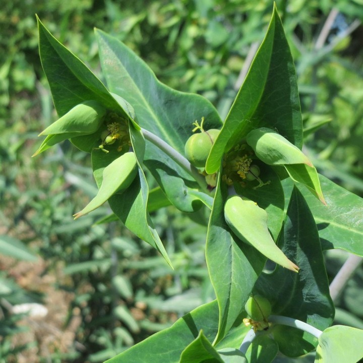 Gopher Spurge - 10 seeds