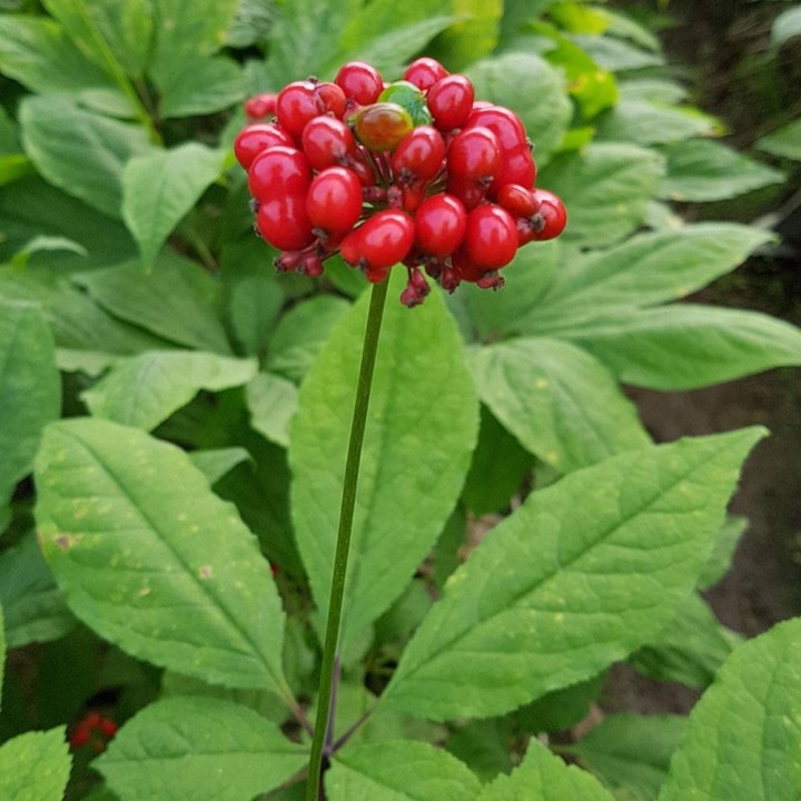 Panax ginseng seeds