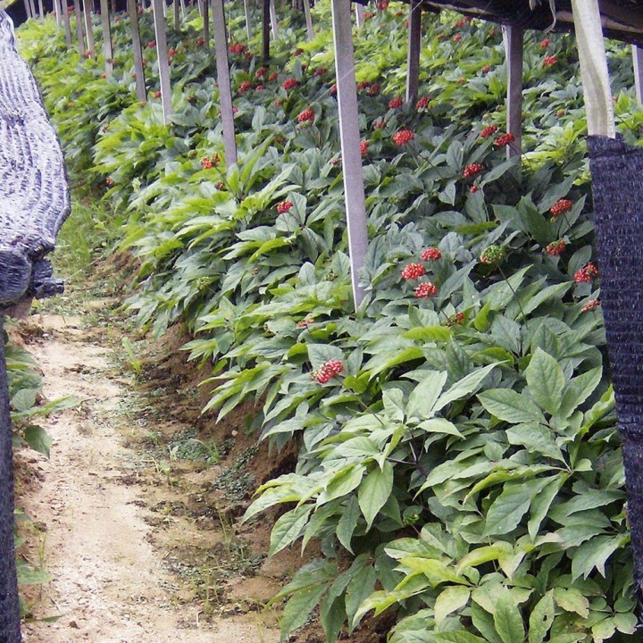 plantation Panax ginseng