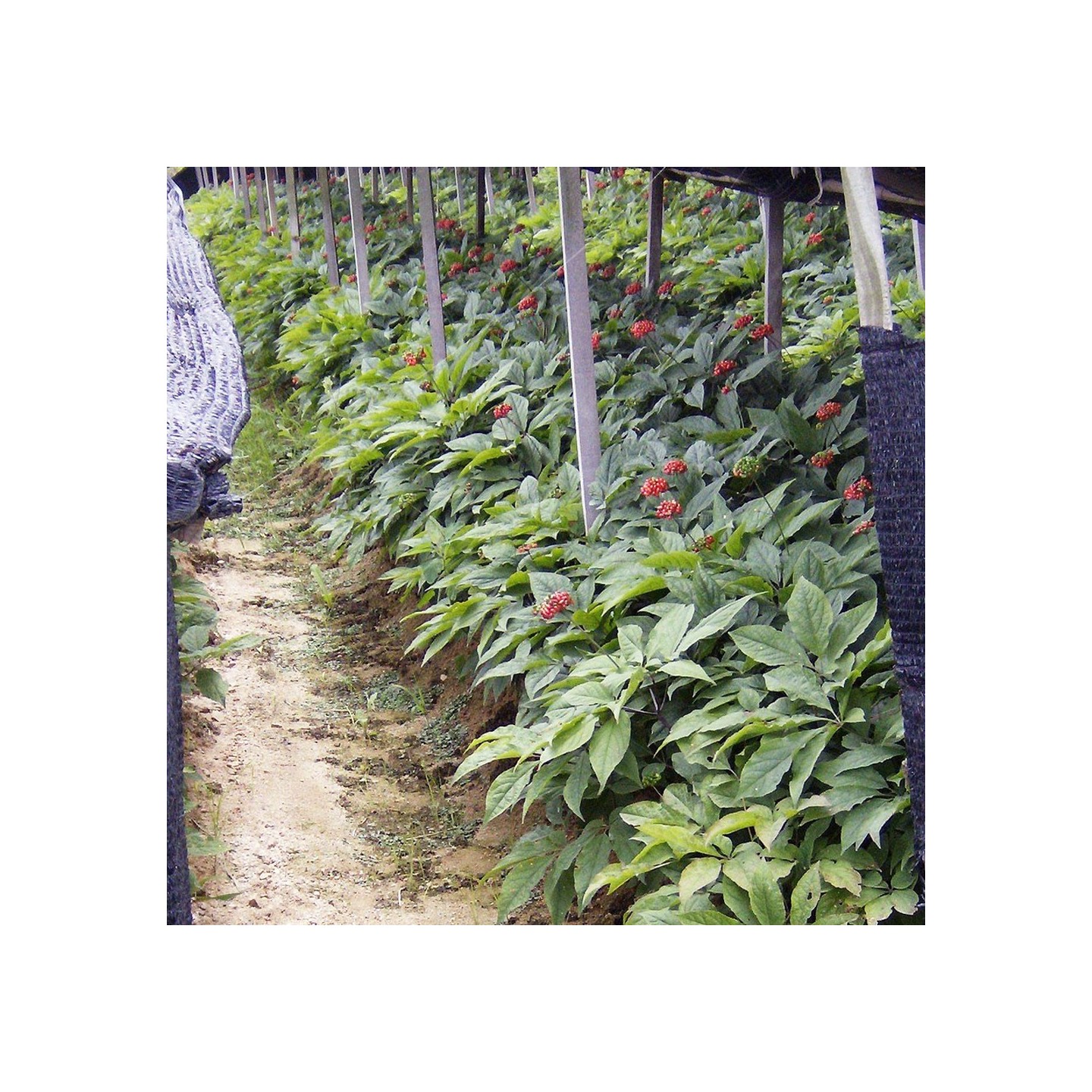 Buy Panax Ginseng Seeds | Medicinal and Revitalizing Plant
