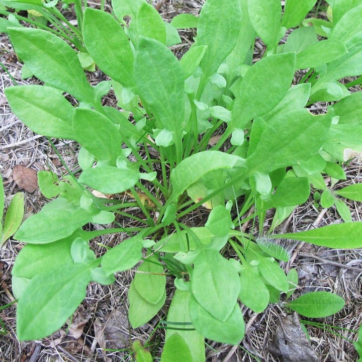 Sheep's sorrel - 500 seeds
