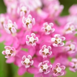 Swamp milkweed -seeds