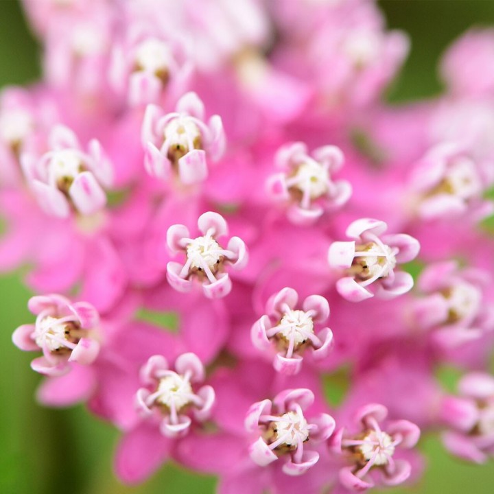 Swamp milkweed -seeds
