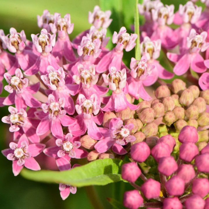 Swamp milkweed - 30 seeds