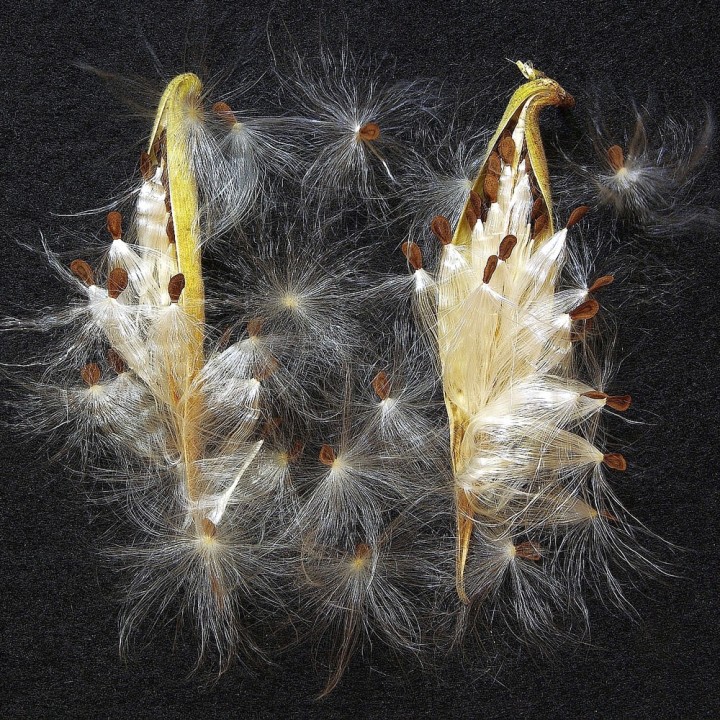 Butterfly weed, White - 10 seeds