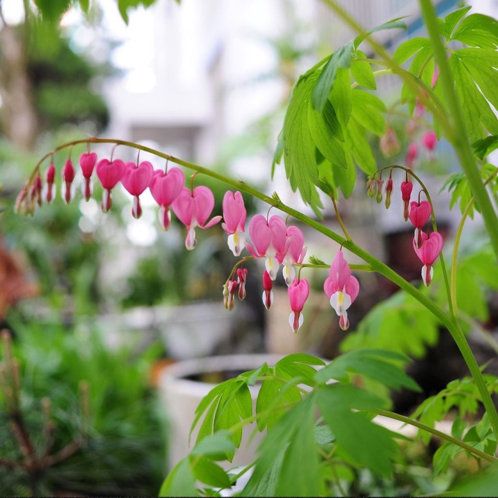 Bleeding heart - 10 seeds