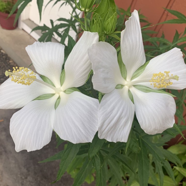Scarlet rosemallow, White - 6 seeds