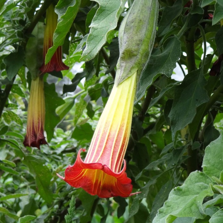 Brugmansia sanguinea seeds