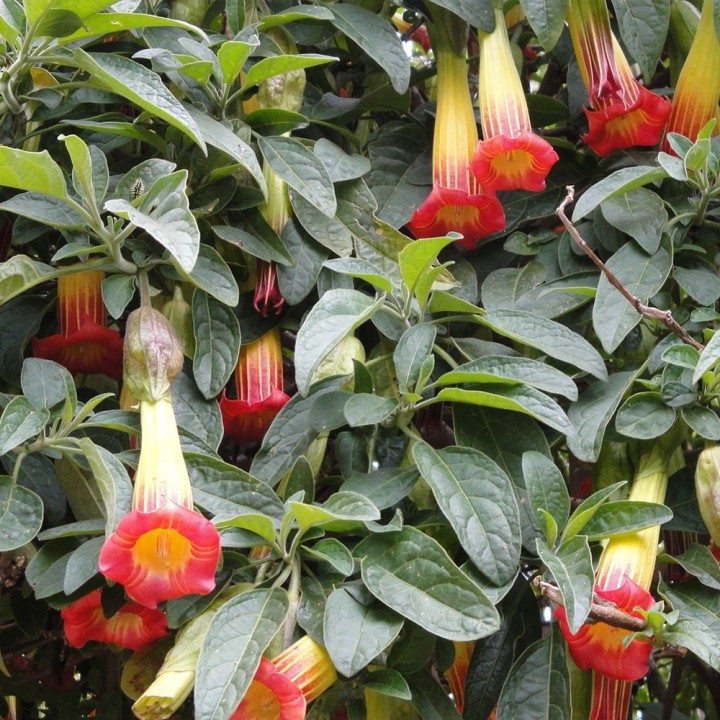 Angel's trumpet, Red - Seeds