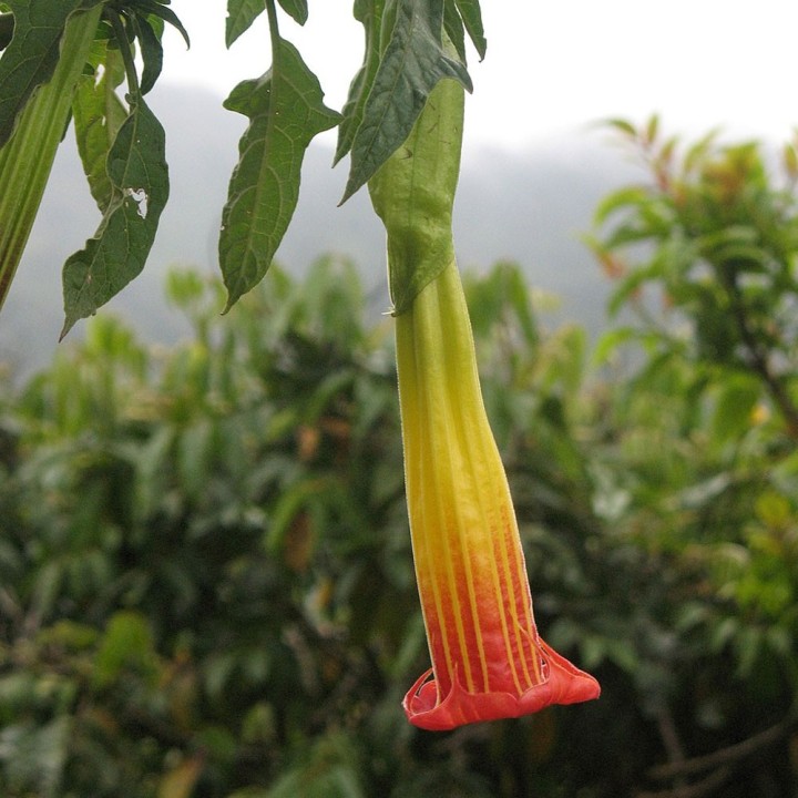 Buy Red Brugmansia (Brugmansia sanguinea) Seeds - Exotic Flower for Your Garden