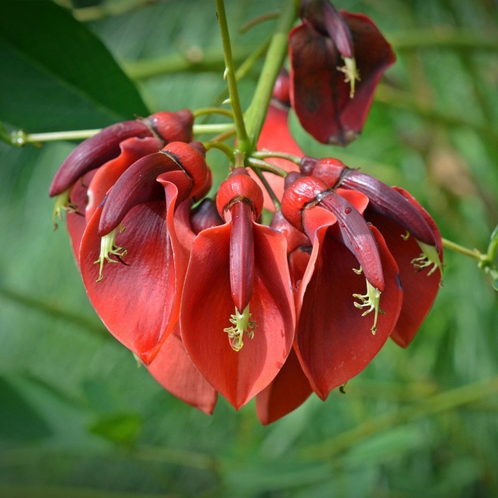 Buy Erythrina caffra (Coral Tree) Seeds - Ornamental Plant for Sunny Gardens