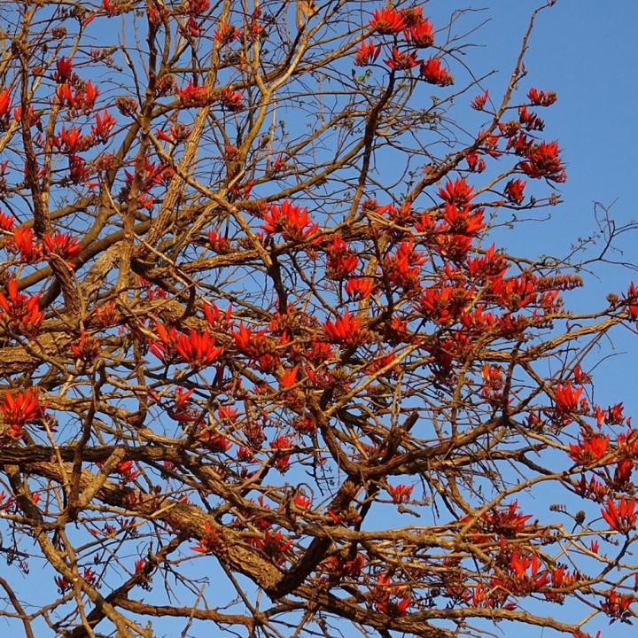 Buy Erythrina caffra (Coral Tree) Seeds - Ornamental Plant for Sunny Gardens