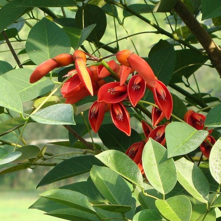 Buy Erythrina caffra (Coral Tree) Seeds - Ornamental Plant for Sunny Gardens