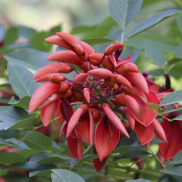 Erythrina caffra seeds