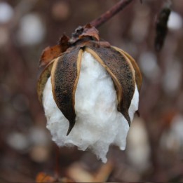 Gossypium hirsutum seeds