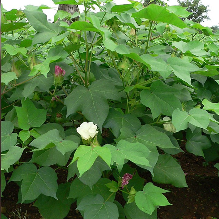 Buy Gossypium hirsutum (Cotton) Seeds - Cotton Plant for Cultivation