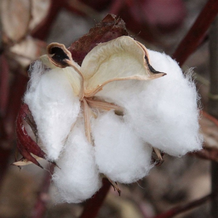 Buy Gossypium hirsutum (Cotton) Seeds - Cotton Plant for Cultivation
