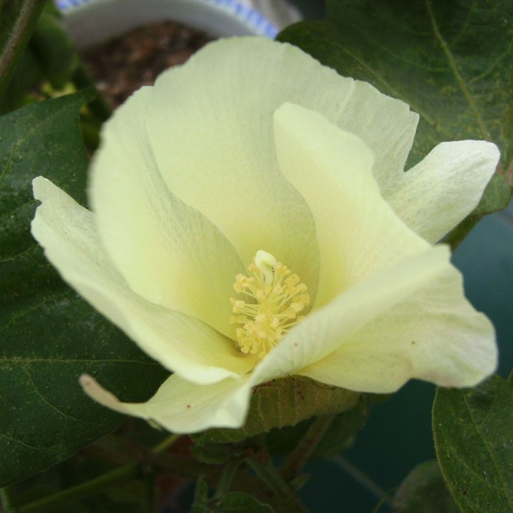 Upland Cotton - Seeds