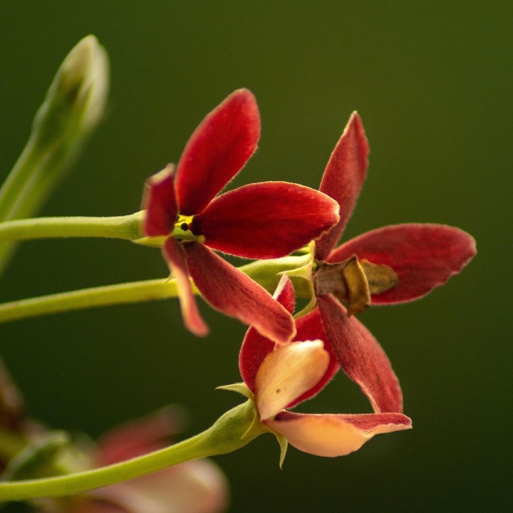 Combretum indicum seeds