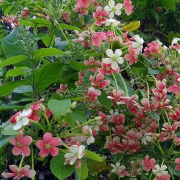 Rangoon Creeper - Seeds