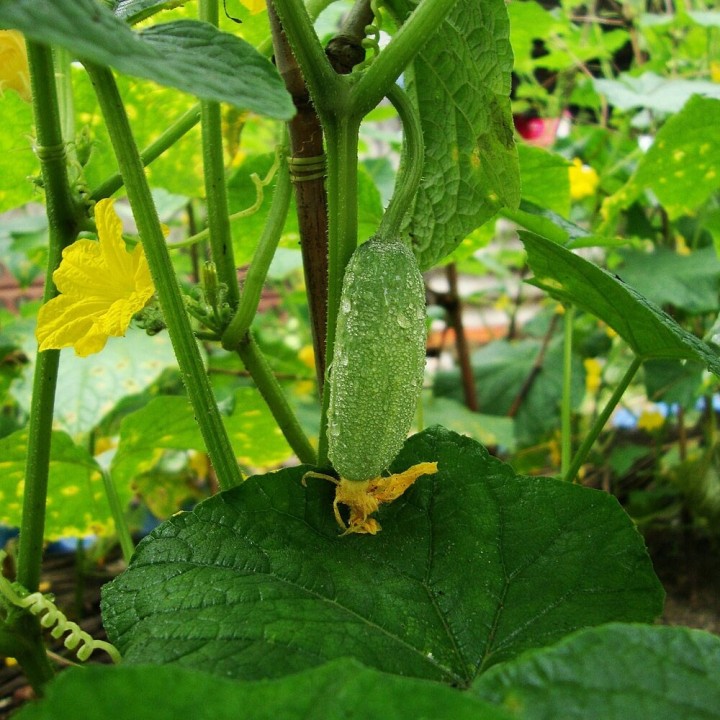 Picles - 35 seeds