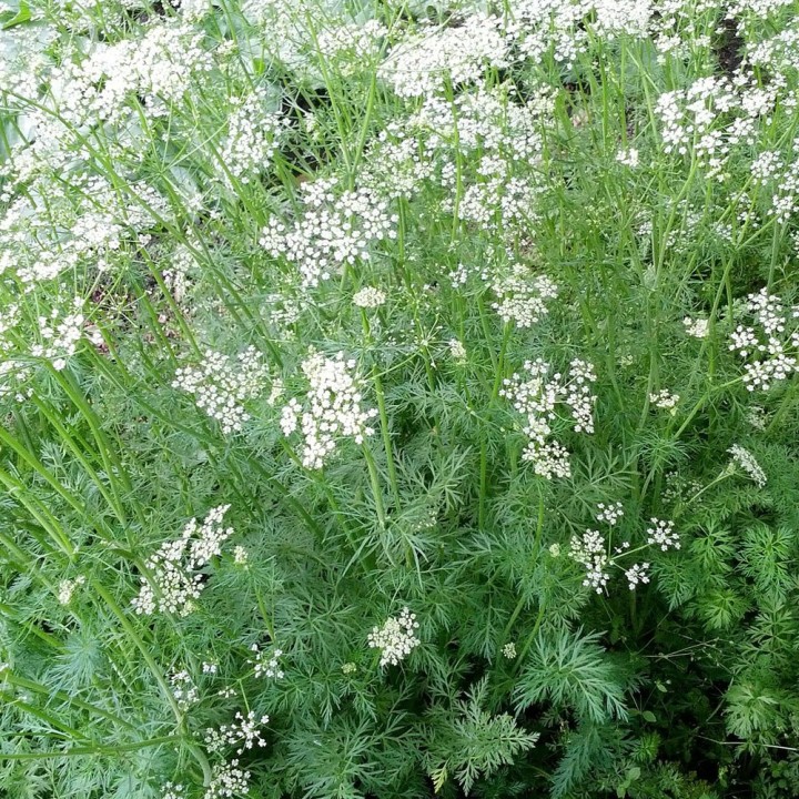 Cumin - 100 seeds