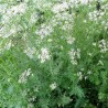 Cumin - Seeds