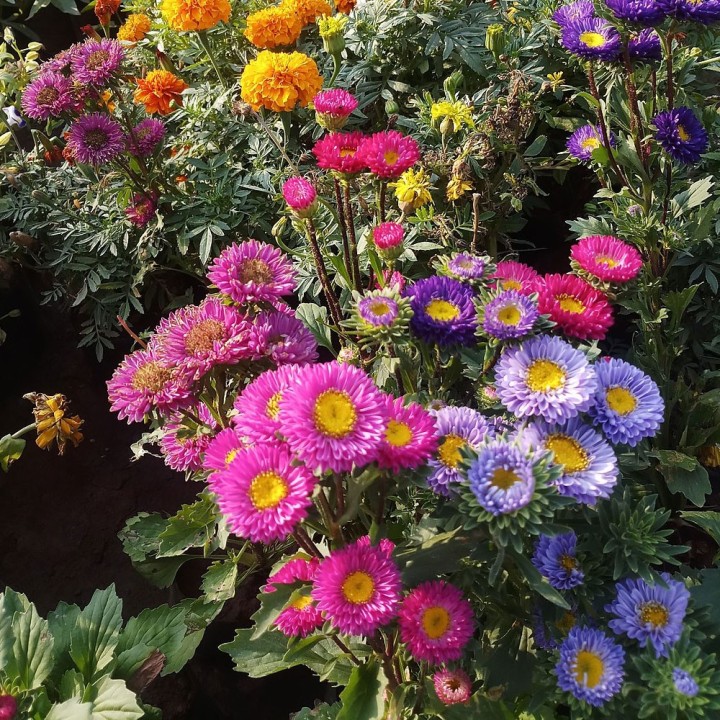 China Aster - 50 seeds