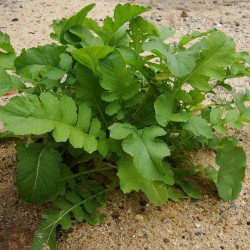 Radish, Round red with white tip - Seeds