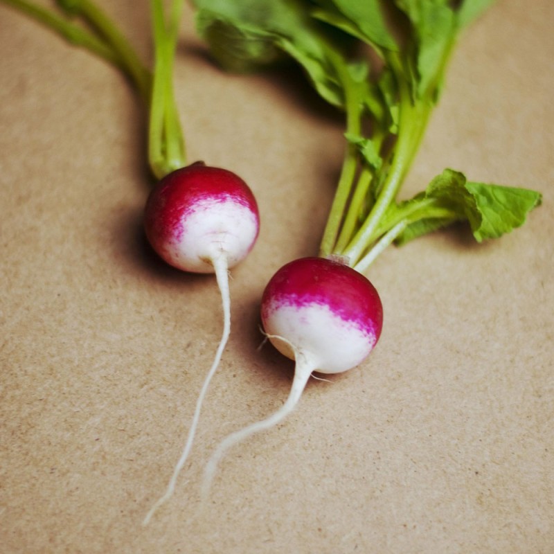 Radish, Round red with white tip - Seeds