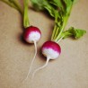 Radish, Round red with white tip - Seeds