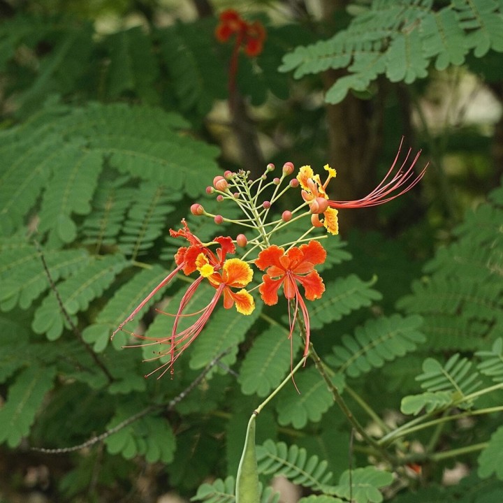 Caesalpinia pulcherrima Seeds | Exotic Tropical Plant