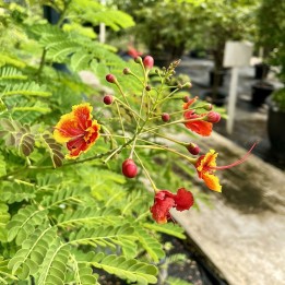 Caesalpinia pulcherrima seeds