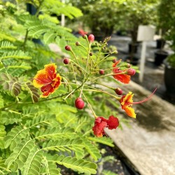 Caesalpinia pulcherrima seeds